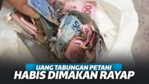 Sedih! Nasib Petani di Gunungkidul, Uang Tabungan Jutaan Rupiah Habis Dimakan Rayap