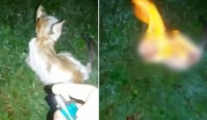 Kucing Dibakar Hidup-hidup, Pelaku Dicari Lewat Sayembara Berhadiah