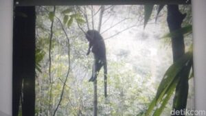 Nasib Malang Anjing ‘Jelmaan Anak SMP’ Mirip Seperti Macan di Soreang