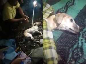 Warga Lombok Geger Pelajar SMP Berubah Jadi Anjing, Dikubur Hidup-hidup Ini Videonya