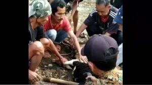 Innalillahi, Tukang Jagal di Tasikmalaya Tewas di Atas Hewan Kurban Domba yang Akan Disembelih