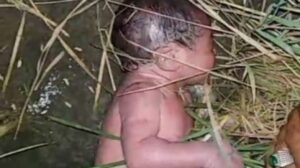 Berawal Suara Tangisan, Warga Temukan Bayi Baru Lahir di Semak-semak
