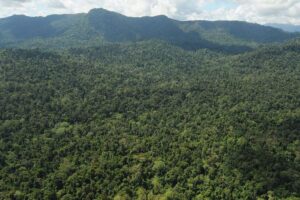 Jalan Kaki dari Malaysia dan Hilang 8 Hari di Hutan, Syamsuddin Hanya Makan Garam dan Vetsin