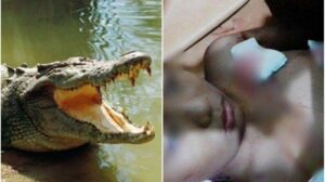 Detik-detik Siswa SMP Diterkam Buaya, Melawan dengan Pukuli Kepala Buaya sampai Lepas, lalu Panjat Pohon Bakau