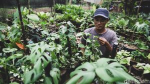 Kenalkan Inilah Janda Bolong, Tanaman Sultan Senilai Ratusan Juta, Rp100 Juta per Pohon, Rp15 Juta per Daun