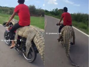 Greget! Pria ini Duduki Buaya yang Diletakkan Diatas Motornya, Bikin Netizen Melongo
