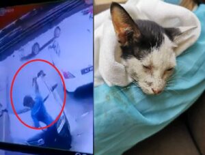Gak Punya Hati! Pria Ini Banting Seekor Kucing yang Ada di Atas Mobilnya