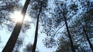 Hati-hati Ukhti!…,Gadis Berjilbab Ditemukan Nyaris Tak Berbusana di Hutan Pinus Probolinggo, Diduga Dicekoki Miras
