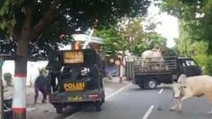 Sapi yang lagi Hamil ini Tewas ditembak Polisi, Pemilik: Padahal untuk Biaya Hidup dan Kuliah