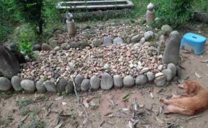 Sedih! Kucing Ini Ziarah ke Makam Pemiliknya Selama Dua Tahun