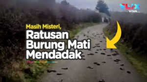 Ribuan Burung Mati Berjatuhan dari Langit, Ilmuwan Bingung Ada apa?