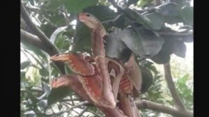Dikira Ular Berkepala Tiga, Penampakan Hewan Unik Ini Bikin Terheran-heran Warga