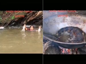 Sangar! Aksi Wanita Berburu Buaya untuk Digoreng dan Dimakan