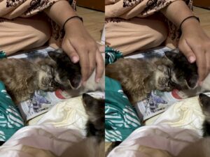 Sedih, Induk Kucing Ini Mati Diracun, Anaknya Mendekat Beri Ciuman Perpisahan