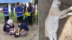Gara-Gara Buang Air Di Depan Rumah, Wanita Ini Tega B**uh Kucing Yang Sedang Hamil
