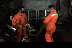 Ular-ular Mulai Bermunculan di Permukiman Warga pada Awal Tahun, Ada Apa?