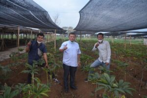 Ingin Penghasilan Rp 3 Miliar Tak Sampai 2 Tahun? Tanamlah Porang, Ini Caranya