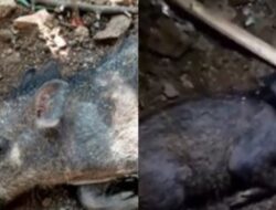 Ini Penampakan Babi Ngepet di Depok, Ditangkap Pakai Sorban Hijau & Sapu Lidi