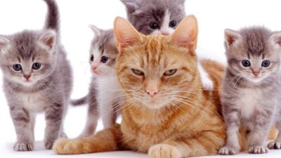 Semasa di Dunia Disiksa, Kucing Memburu Perempuan Ini di Neraka