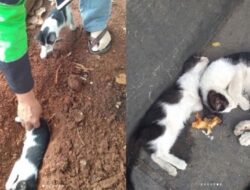 Viral, Seorang di Pontianak Siksa Kucing Pakai Kayu hingga Tewas