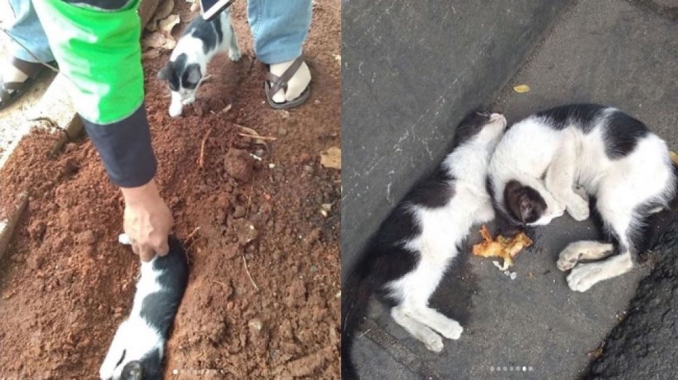 Viral, Seorang di Pontianak Siksa Kucing Pakai Kayu hingga Tewas