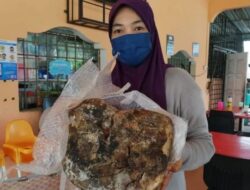 Ketiban Rezeki, Perempuan Ini Temukan Muntah Ikan Paus Senilai Rp3 Miliar saat Mancing di Pantai