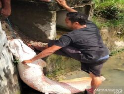 Penampakan Ikan Raksasa Ditemukan di Selokan saat Banjir Aceh, Ternyata Berasal dari Amazon!