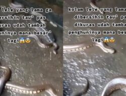 Ditonton 19 Juta Kali, Viral Kolam Lele Lama Tak Dikuras, Penampakannya Bikin Merinding Jadi Sarang Ular