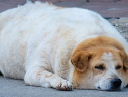 Astaghfirulloh, Pria Jepang Habiskan Rp 230 Juta demi “Berubah” jadi Anjing