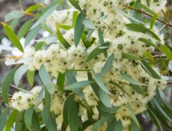 Mengenal Tanaman Eucalyptus yang Disebut Ridwan Kamil Wangi dari Jenazah Eril